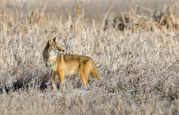 Coyote_3