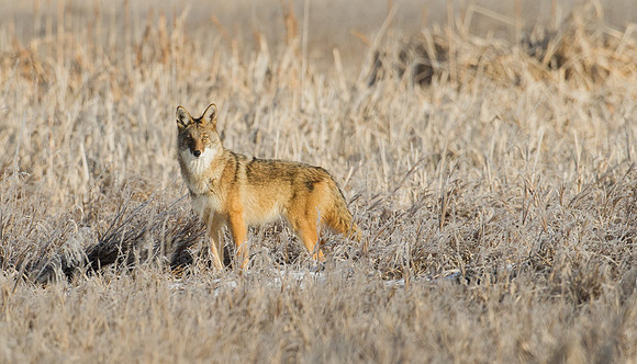 Coyote_4