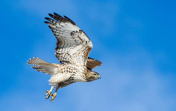 Kriders Redtail Hawk