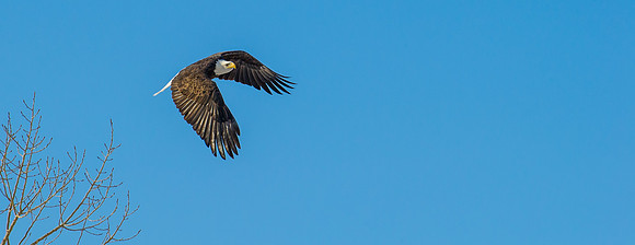 Bald_Eagle_3