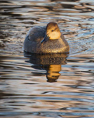 Gadwall_2