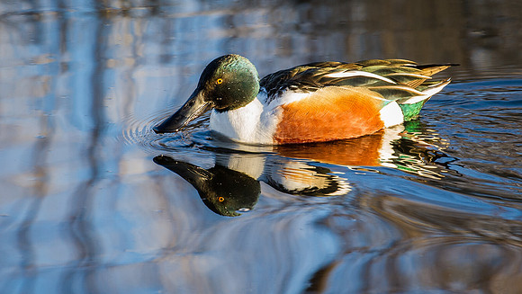 Shoveler_3