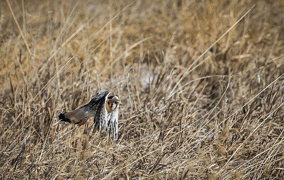 Kestrel_5