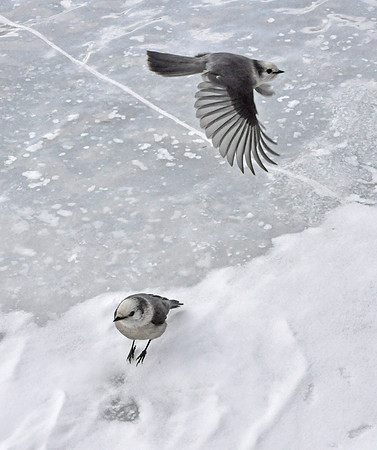 Pair of Jays