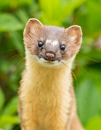Long-tailed_weasel_YBB_2015_1