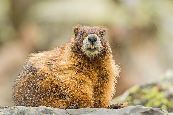 Marmot_YBB_2015_1