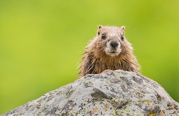 Marmot_YBB_2015_2
