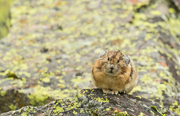 Pika_YBB-2015_1