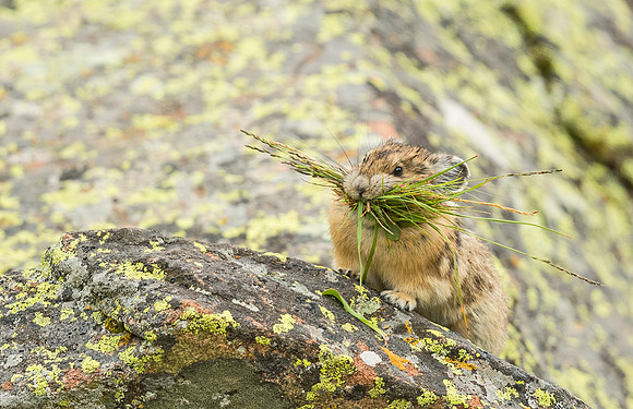 Pika_YBB-2015_2
