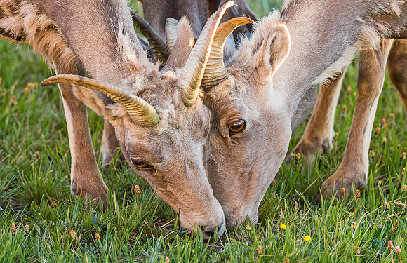 Bighorn_sheep_MtEvans_2015_1