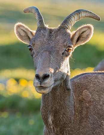 Bighorn_sheep_MtEvans_2015_2