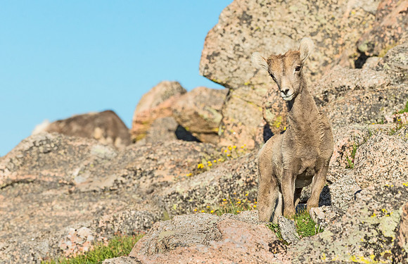 Bighorn_sheep_MtEvans_2015_3