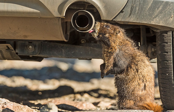 Marmot_MtEvans_2015_1