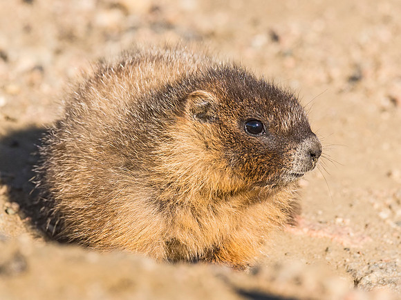 Marmot_MtEvans_2015_2