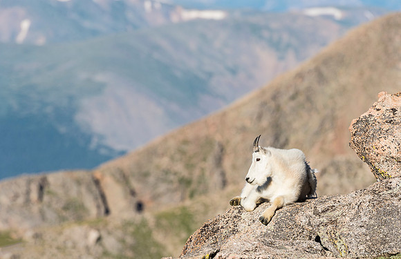 Mountain_goat_MtEvans_2015_1