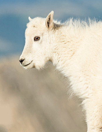 Mountain_goat_MtEvans_2015_2