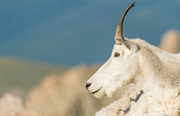 Mountain_goat_MtEvans_2015_3