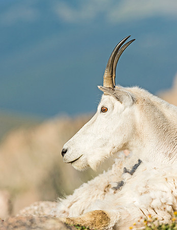 Mountain_goat_MtEvans_2015_4