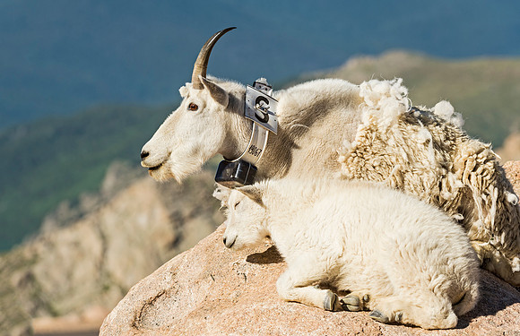 Mountain_goat_MtEvans_2015_5