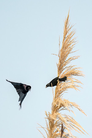 Shiny_cowbird_Peru_2024_1