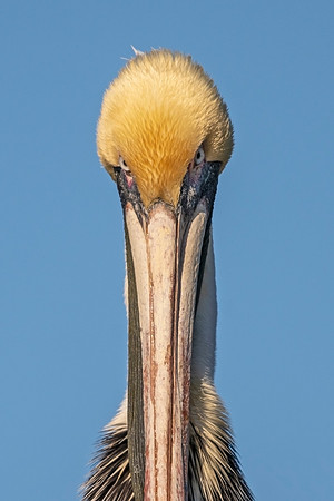 Brown_pelican_Gulfport_2022_1