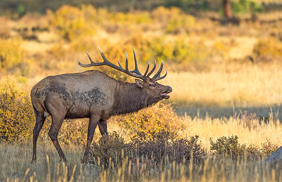 Elk_RMNP_2016_3