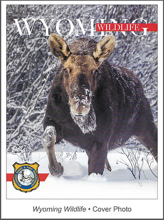 Wyoming Wildlife • Cover Photo