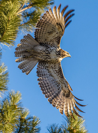 Red-tail_hawk_1