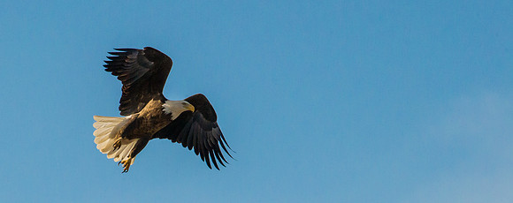 Bald_Eagle_4