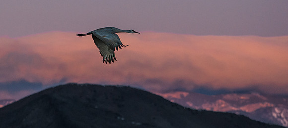 Sandhill Crane 1