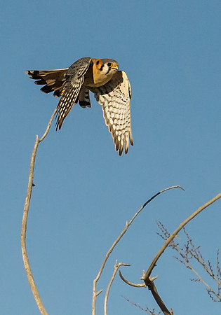 Kestrel_6