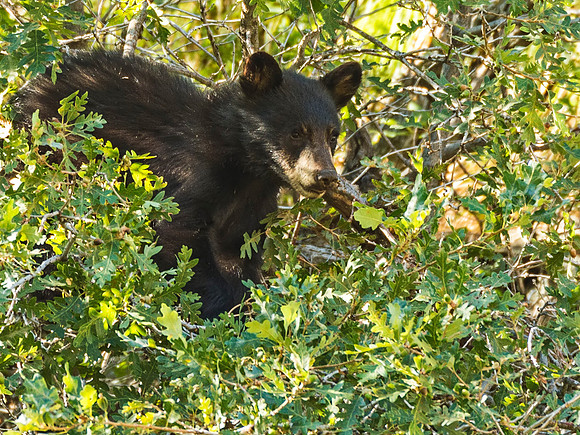 Black_bear_Waterton_2015_6