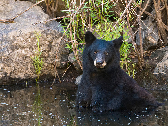 Black_bear_Waterton_2015_1