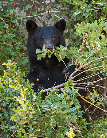 Black_bear_Waterton_2015_4