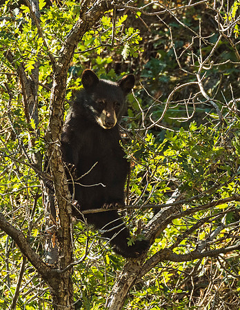 Black_bear_Waterton_2015_5