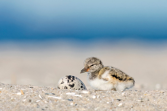 Oystercatcher_NB_2022_2
