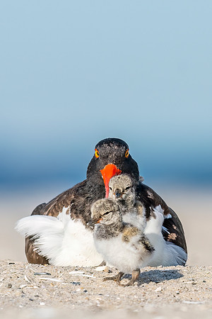 Oystercatcher_NB_2022_3