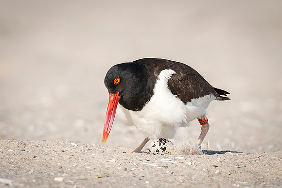 Oystercatcher_NB_2022_1
