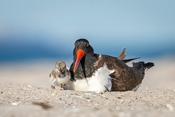 Oystercatcher_NB_2022_4