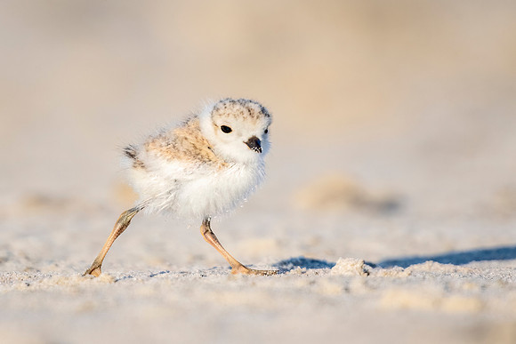 Piping_plover_NB_2022_1
