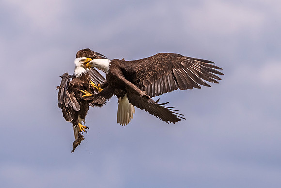 Bald_eagle_WA_2022_1