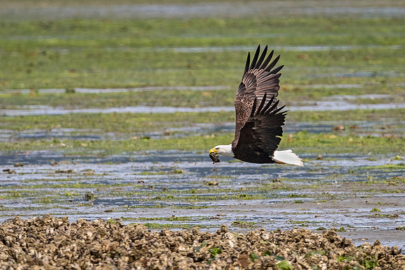 Bald_eagle_WASB_2022_2