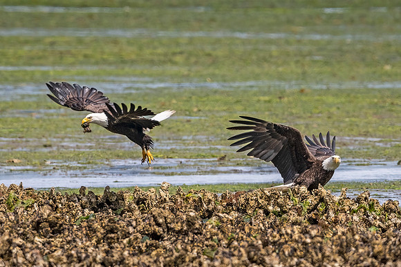 Bald_eagle_WASB_2022_1