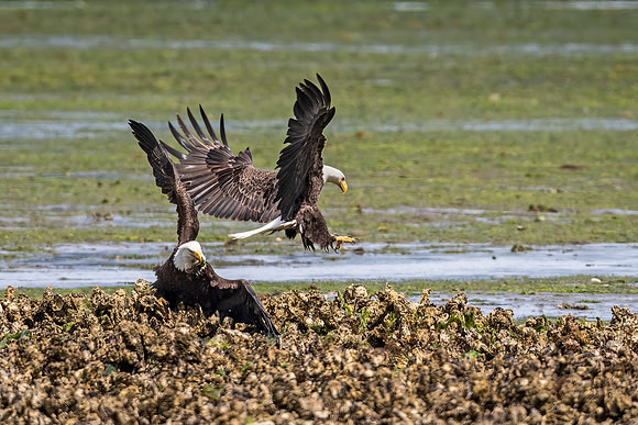 Bald_eagle_WASB_2022_4
