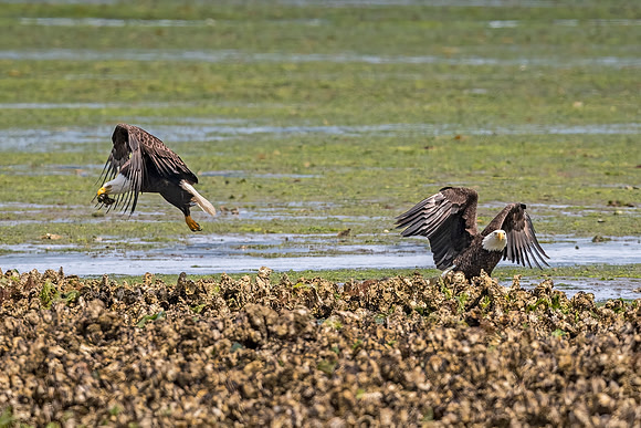 Bald_eagle_WASB_2022_3