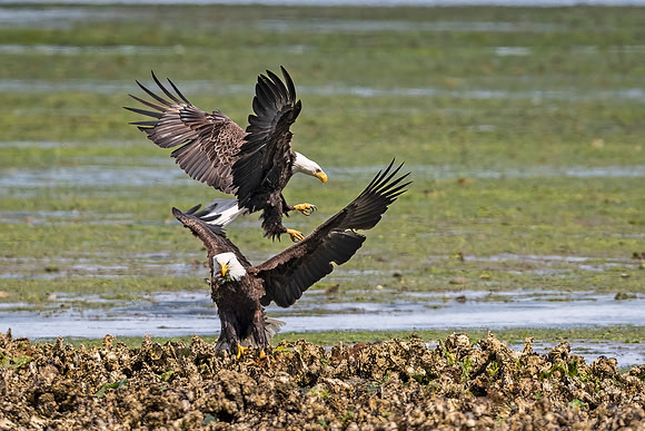 bald_eagle_WASB_2022_5