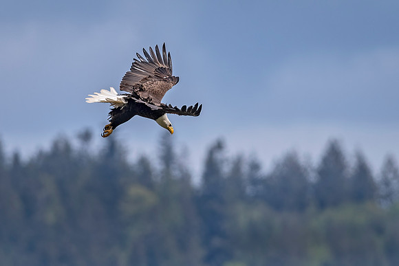 bald_eagle_WASB_2022_9