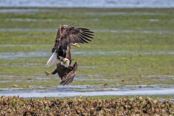 bald_eagle_WASB_2022_6