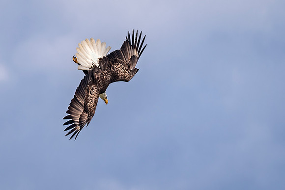 bald_eagle_WASB_2022_10