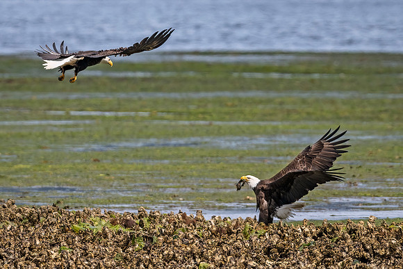 bald_eagle_WASB_2022_8